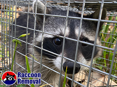 San Jose raccoon trapping